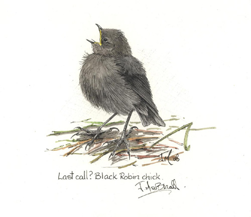 black robin 2.jpg